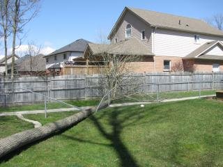 Tree on the Fence