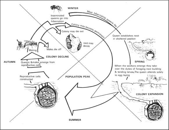 life cycle of wasps